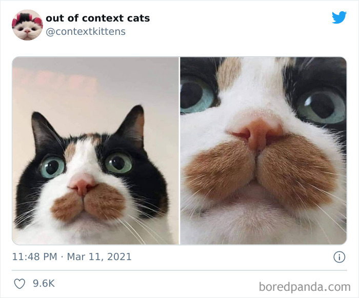 Out-Of-Context-Cat-Pics