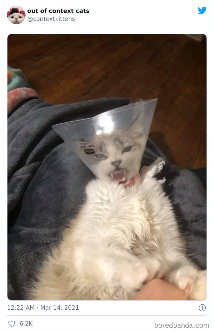 Out-Of-Context-Cat-Pics