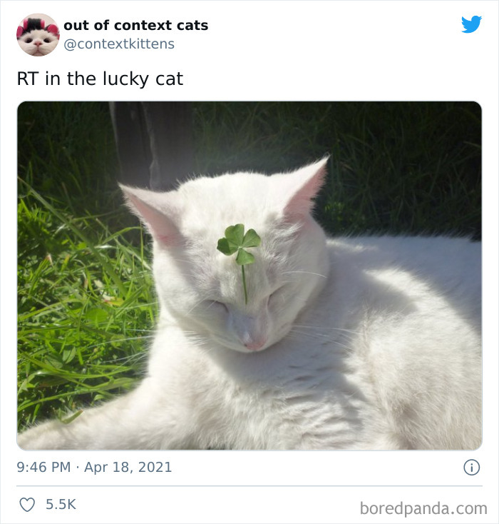 Out-Of-Context-Cat-Pics