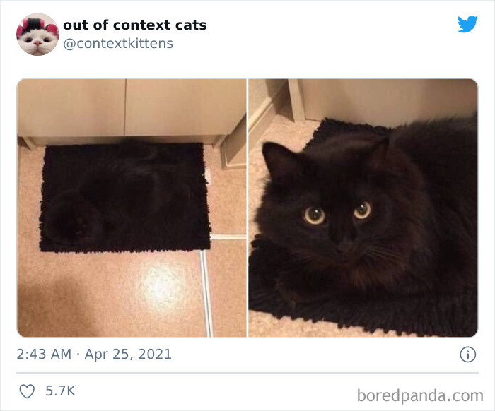 Out-Of-Context-Cat-Pics