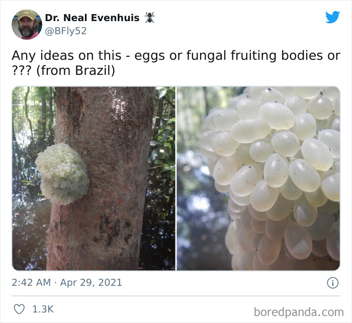 Or Delicious Grapes?