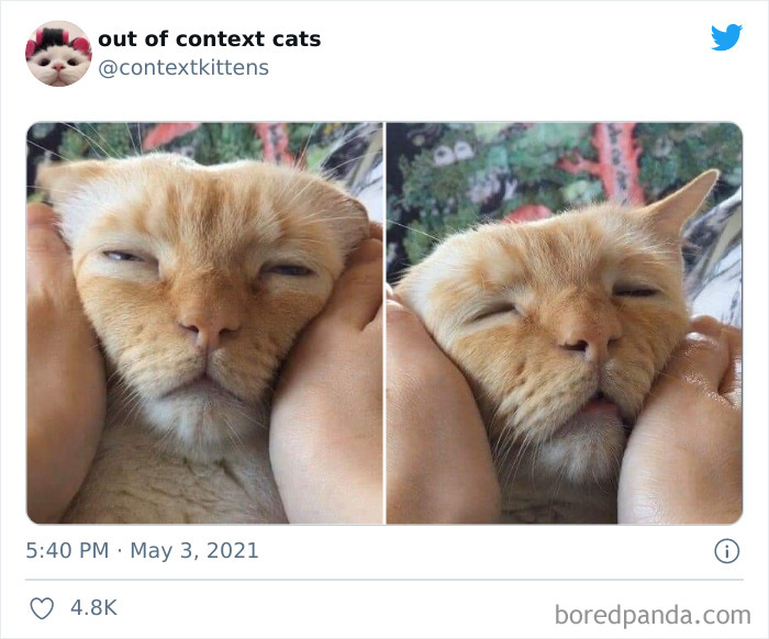 Out-Of-Context-Cat-Pics