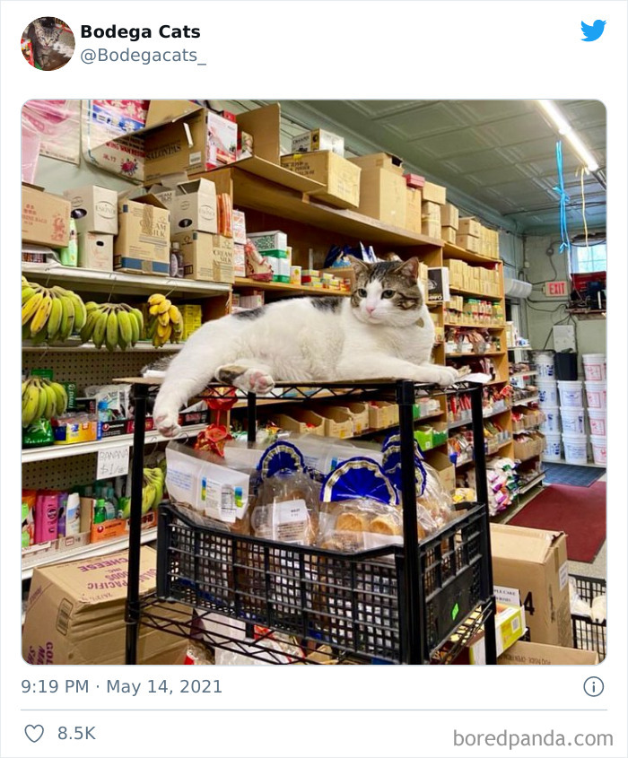 Cats-Store-Bodega-Pics