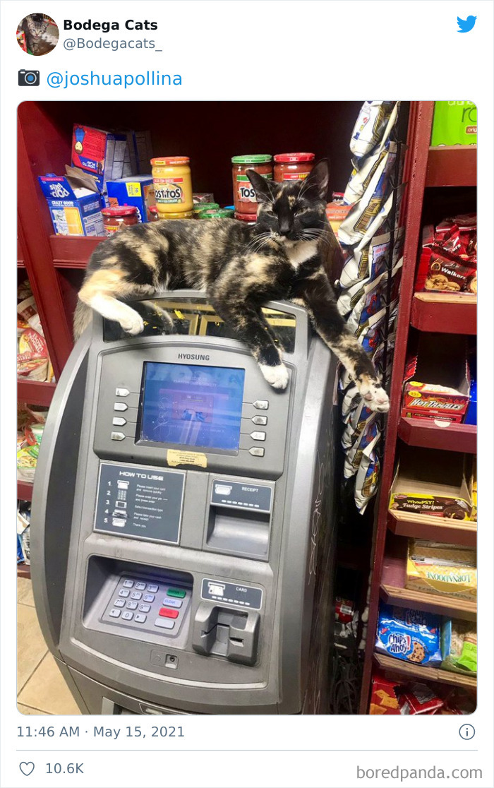 Cats-Store-Bodega-Pics