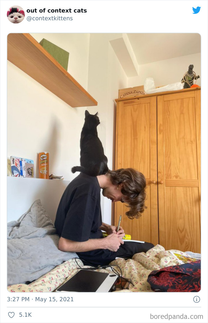 Out-Of-Context-Cat-Pics