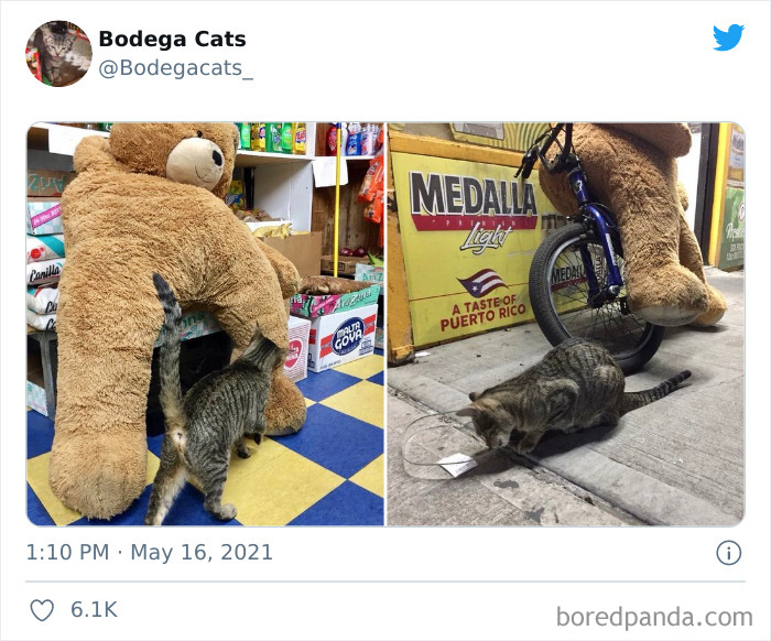 Cats-Store-Bodega-Pics