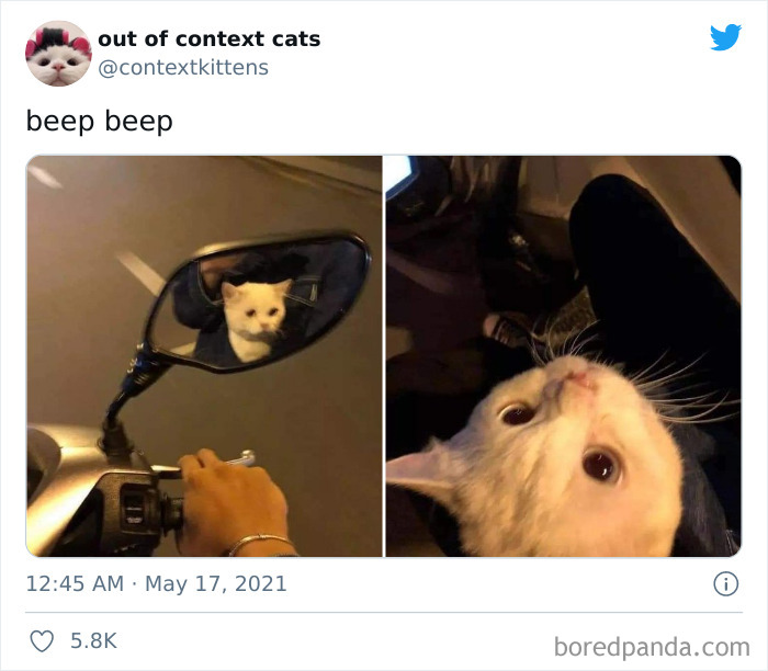 Out-Of-Context-Cat-Pics