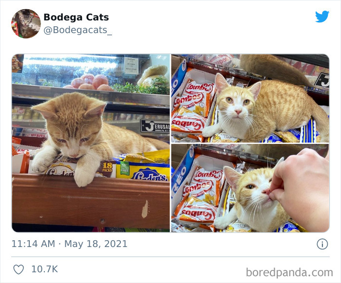 Cats-Store-Bodega-Pics