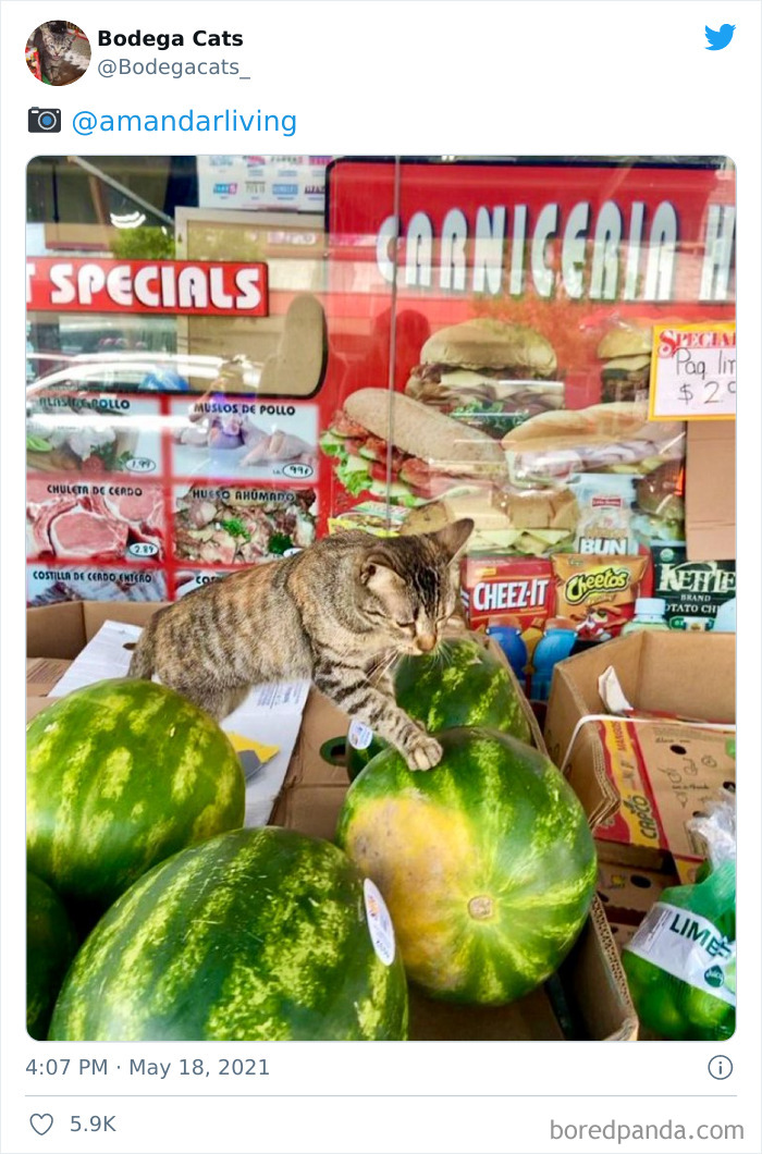 Cats-Store-Bodega-Pics