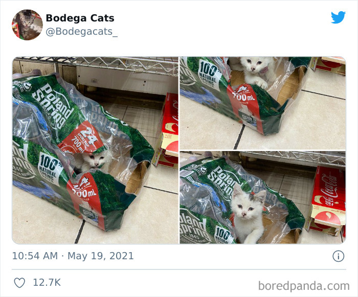 Cats-Store-Bodega-Pics