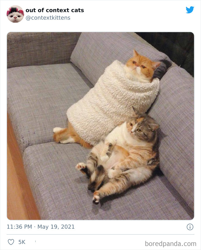 Out-Of-Context-Cat-Pics