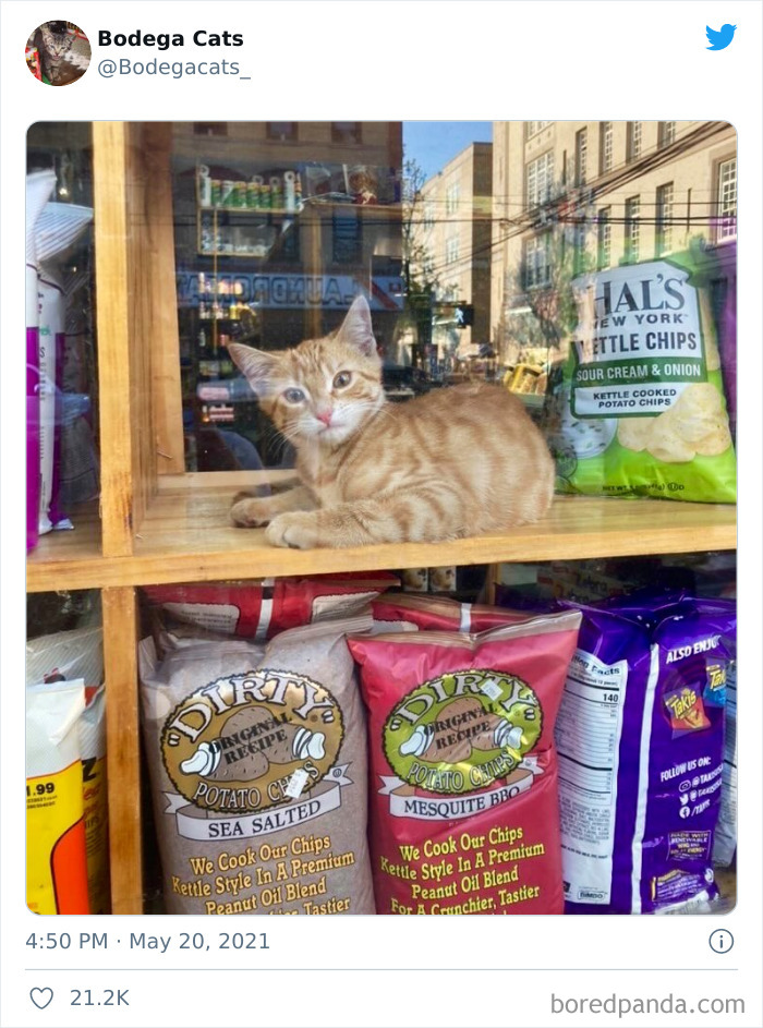 Cats-Store-Bodega-Pics