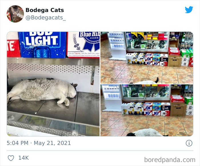 Cats-Store-Bodega-Pics