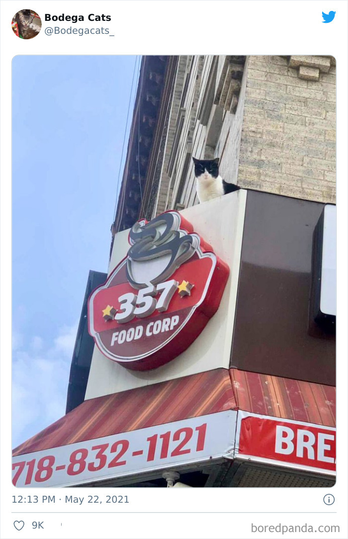 Cats-Store-Bodega-Pics