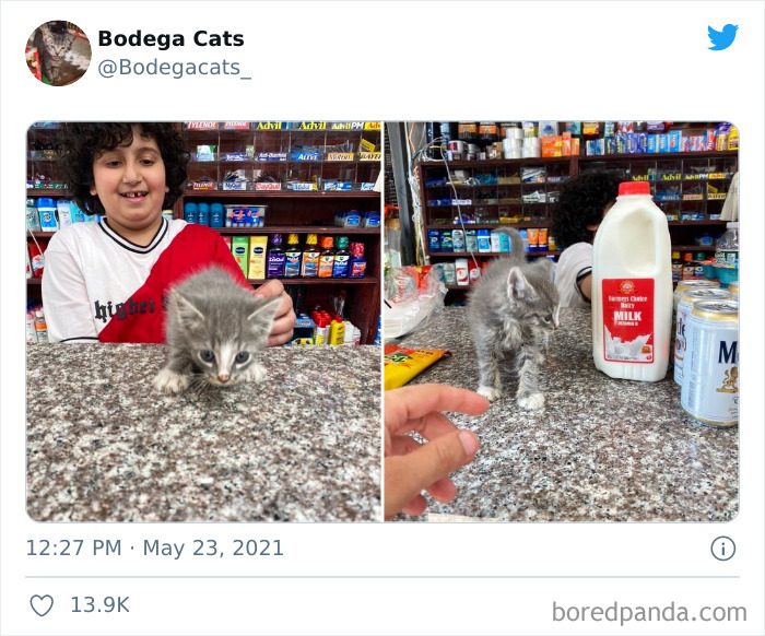 Cats-Store-Bodega-Pics