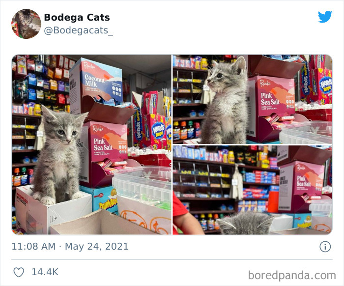 Cats-Store-Bodega-Pics