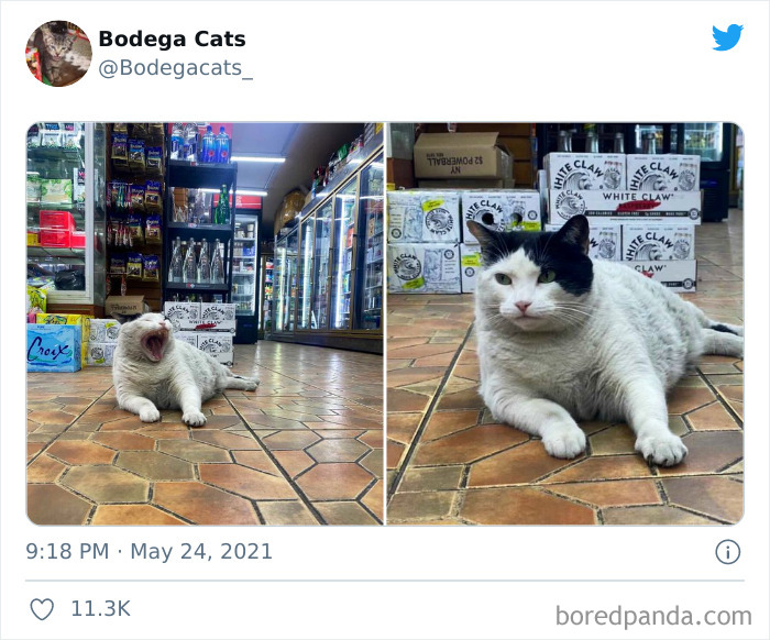 Cats-Store-Bodega-Pics