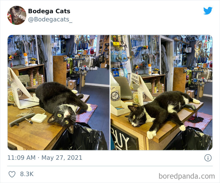 Cats-Store-Bodega-Pics