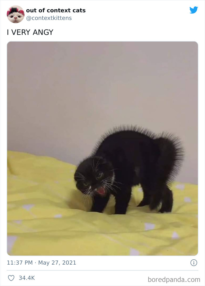 Out-Of-Context-Cat-Pics