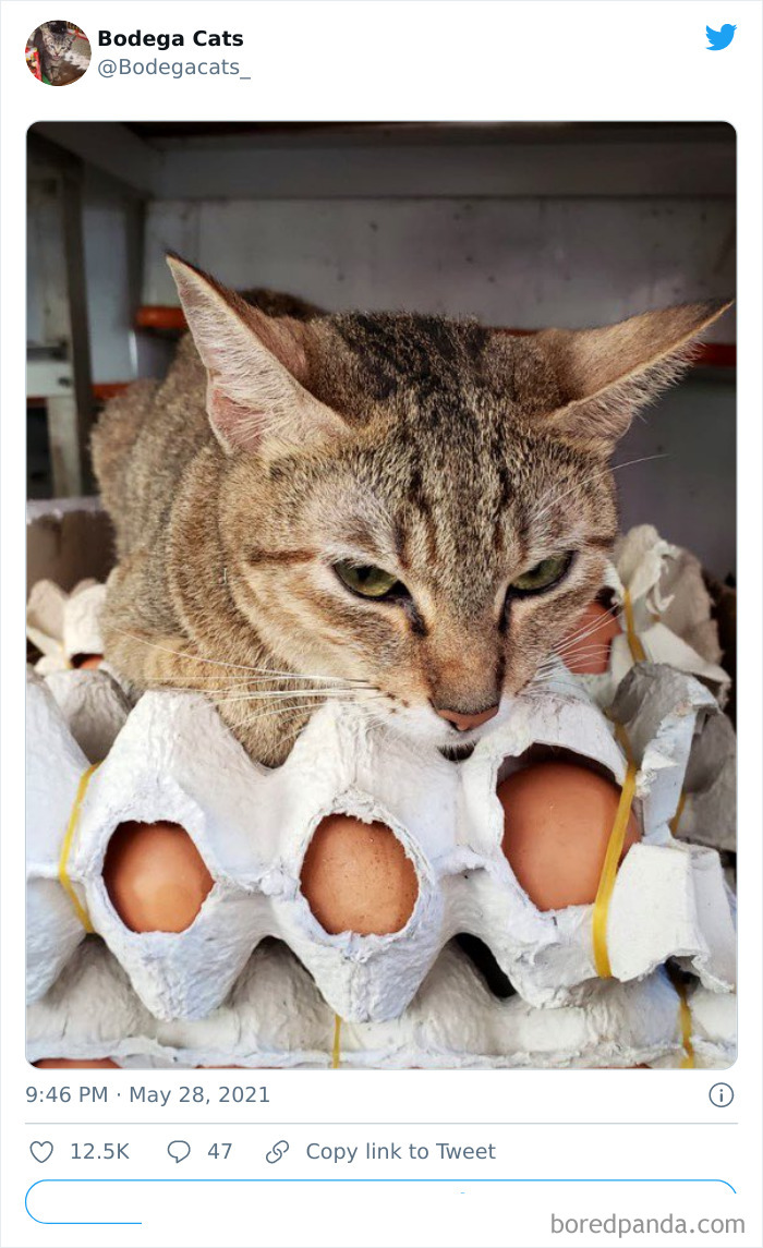 Cats-Store-Bodega-Pics
