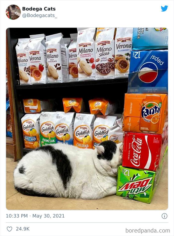 Cats-Store-Bodega-Pics