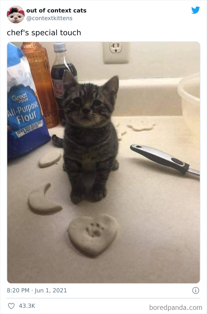 Out-Of-Context-Cat-Pics