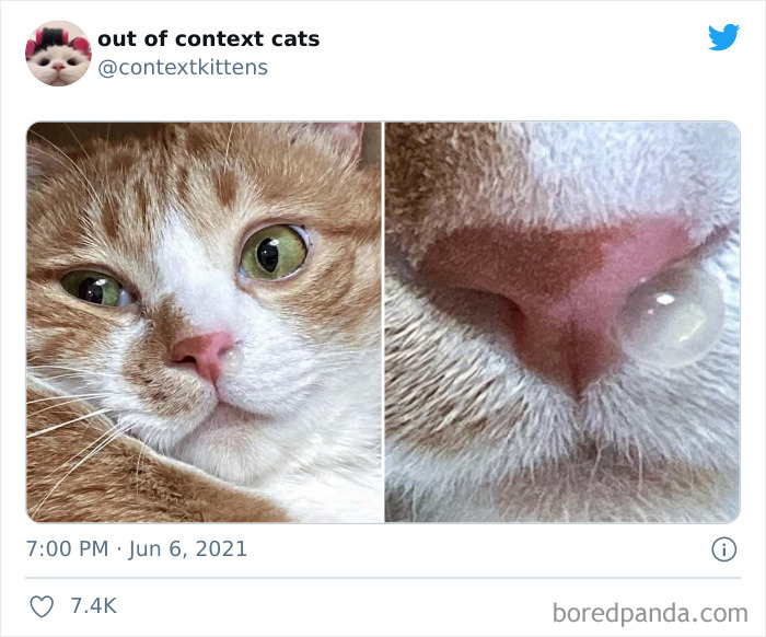 Out-Of-Context-Cat-Pics