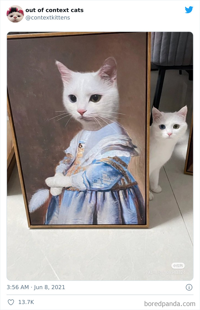 Out-Of-Context-Cat-Pics