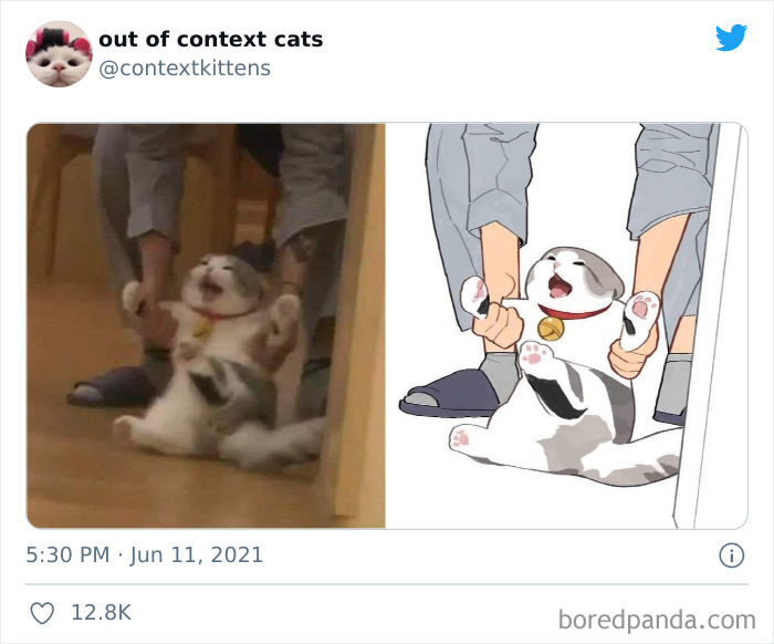 Out-Of-Context-Cat-Pics