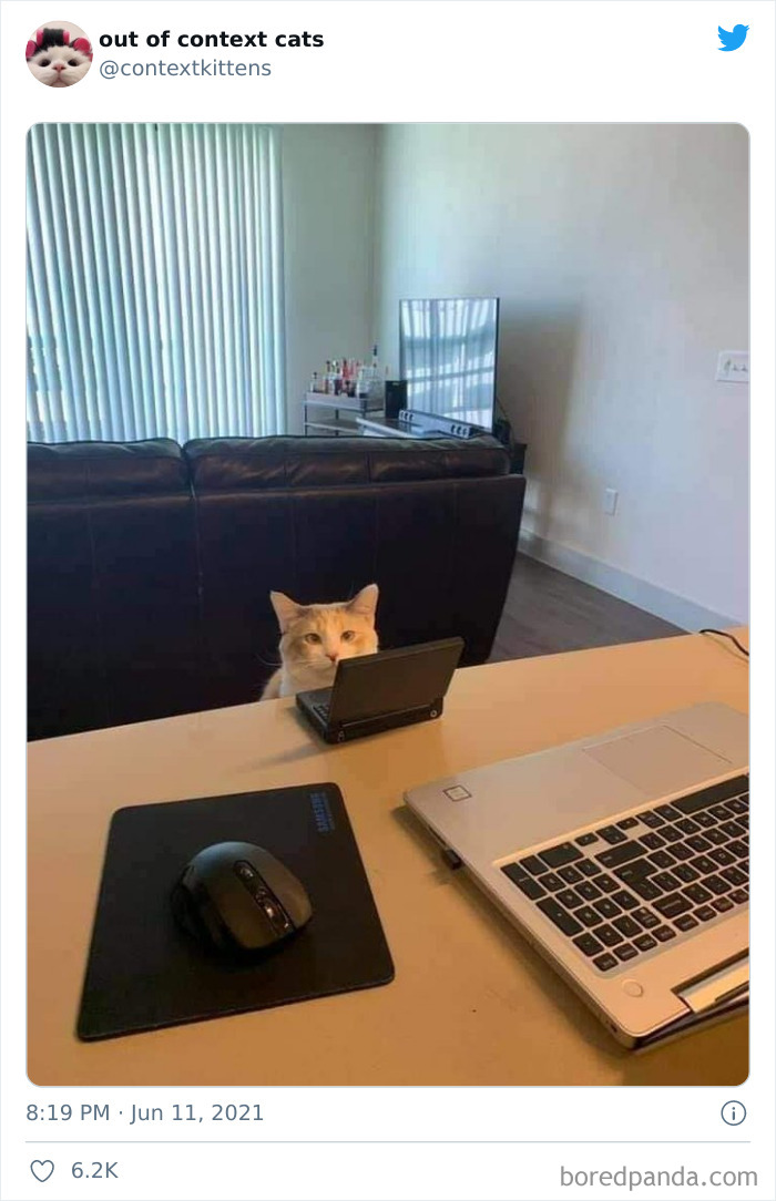 Out-Of-Context-Cat-Pics