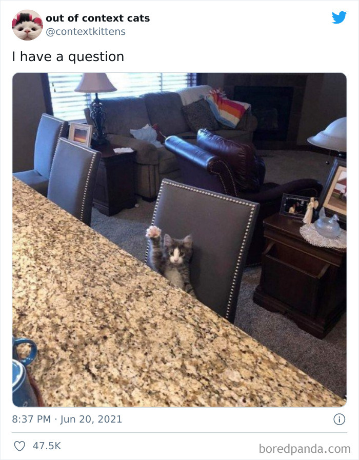 Out-Of-Context-Cat-Pics