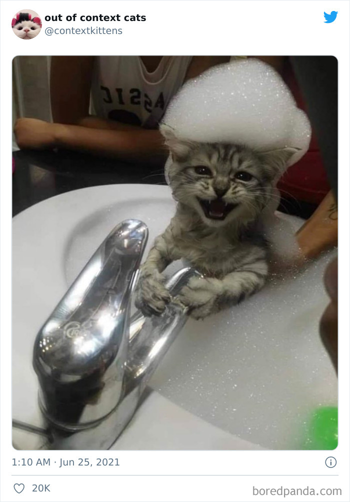 Out-Of-Context-Cat-Pics