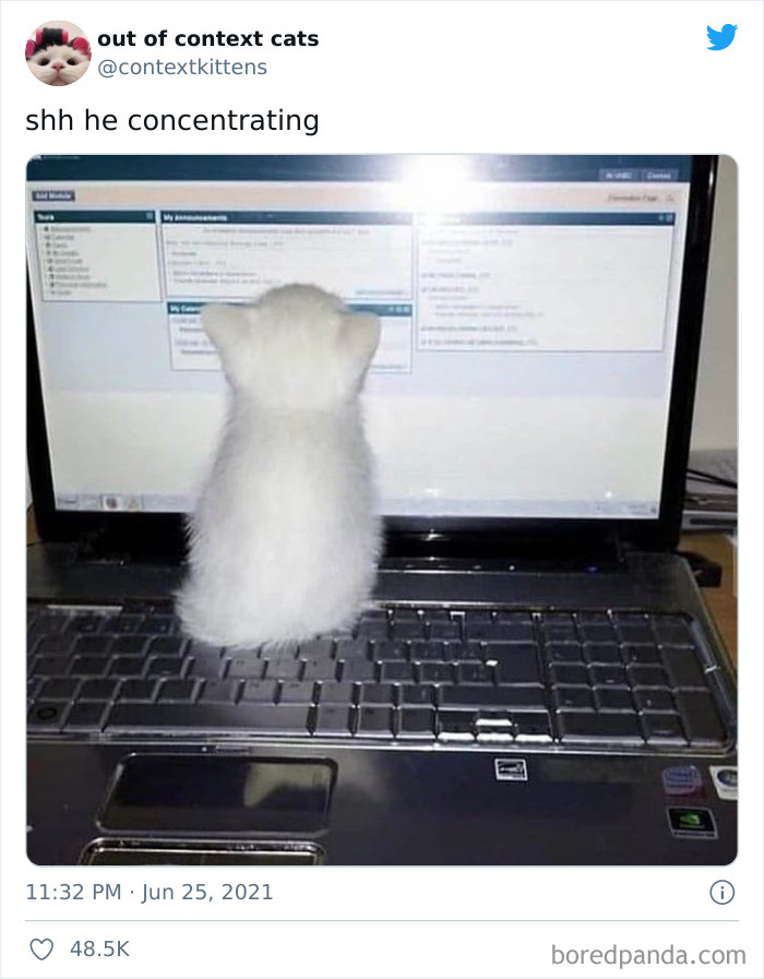 Out-Of-Context-Cat-Pics