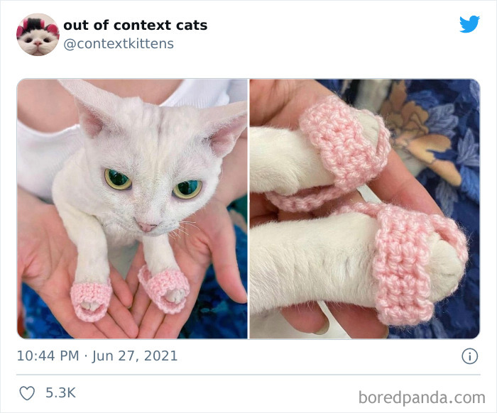 Out-Of-Context-Cat-Pics