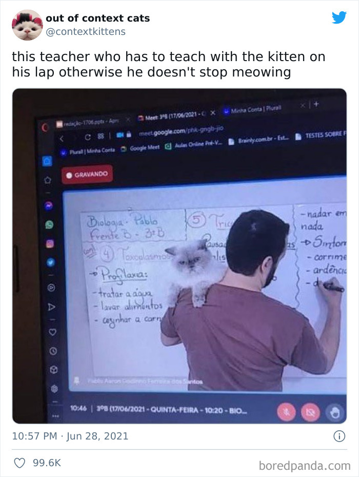 Out-Of-Context-Cat-Pics