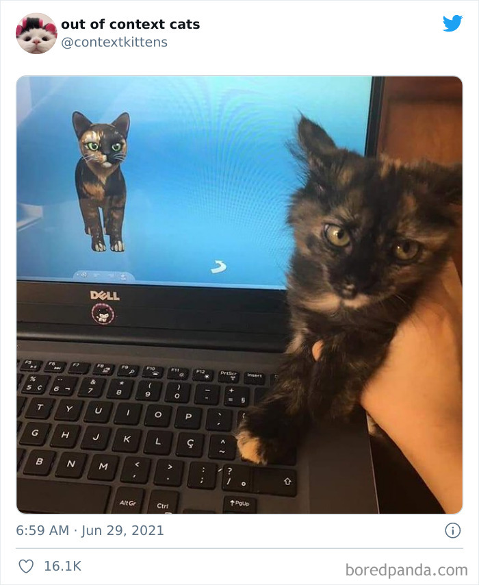 Out-Of-Context-Cat-Pics