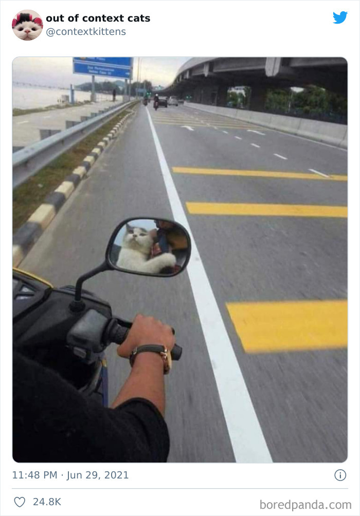 Out-Of-Context-Cat-Pics