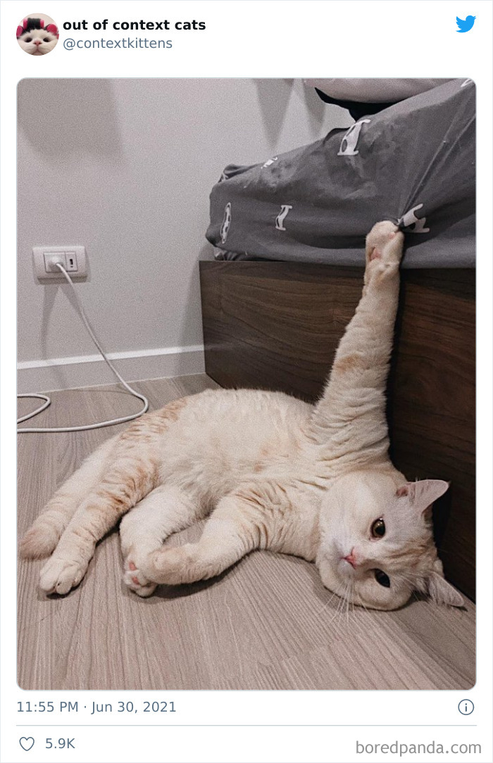 Out-Of-Context-Cat-Pics