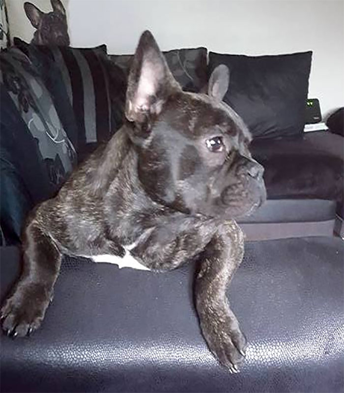 Black and white French bulldog sitting on sofa Black and white French bulldog sitting on sofa