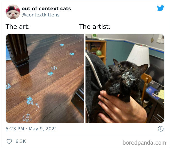 Out-Of-Context-Cat-Pics