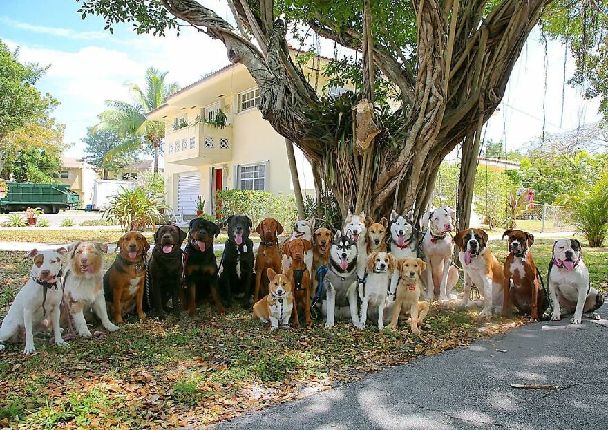 This Nursery Is Getting Their Dogs To Pose Perfectly For The Photos