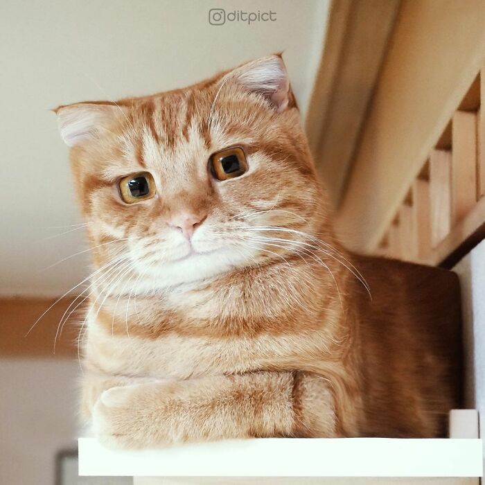 What If… Real Animals Were Cubic Shaped Animals From The Minecraft Game? (22 New Pics)