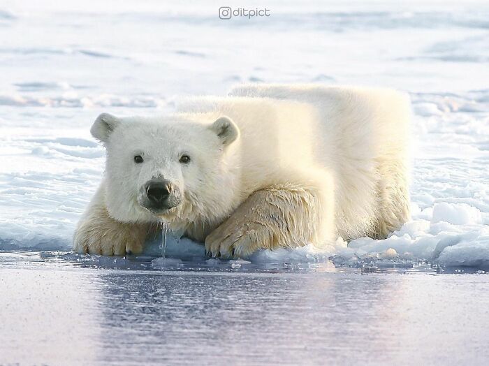 What If… Real Animals Were Cubic Shaped Animals From The Minecraft Game? (22 New Pics)