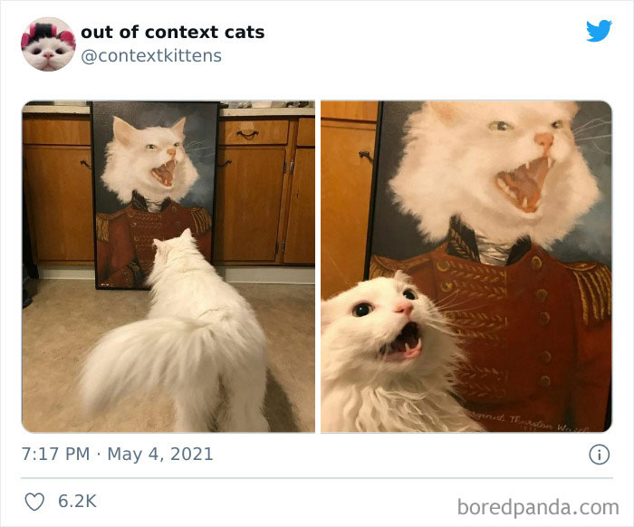 Out-Of-Context-Cat-Pics