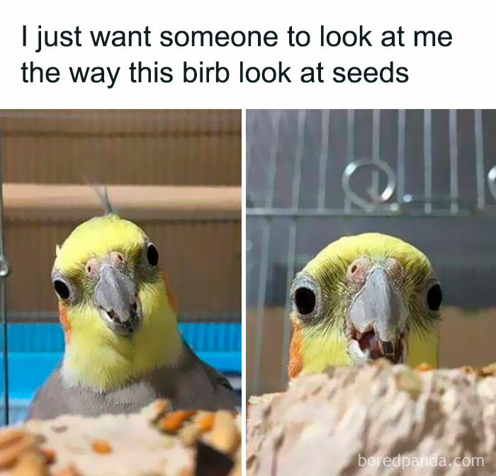 Funny-Bird-Jokes