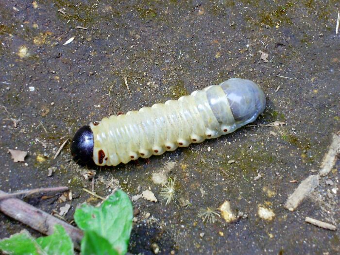 Caterpillar In Ecuador. I Saw So Many Creatures I'd Never Seen Before There.