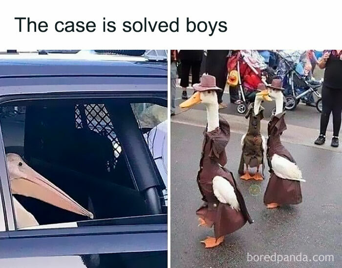 What Crime Did He Commit?
|follow @memes.bird (Me) For Daily Bird Memes!|
🔴my Other Accounts: @didyouknowgamingfacts, @bestofgamingmemes, @featured.memes, @memes.birds (Backup)
-
#bird #birds #birb #birbs #birdmeme #birdmemes #birbmeme #birbmemes #meme #memes #bestmemes #funny #lol #haha #hilarious #dankmemes #funnymemes #dankmeme #funnymeme #animal #animals #animalmeme #animalmemes #nature #wholesome #wholesomememes #pet #pets #cute #ducks