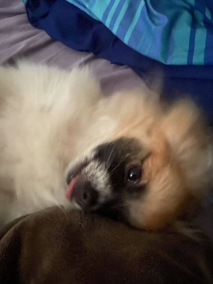 Hurricane Niblet’s Derpy Face