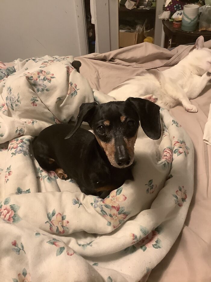 Ruby. 13-Year-Old Mini-Dox That We Took In When She Was 10. She’s The Best Dog I’ve Ever Had