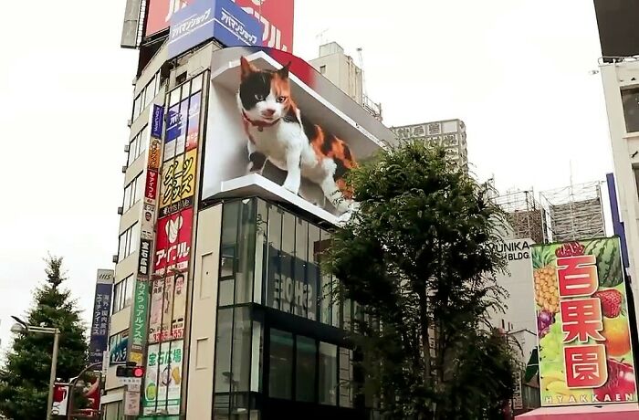 Giant Hyper-Realistic 3D Cat Billboard Appears In Tokyo, Mesmerizes The Passersby Giant Hyper-Realistic 3D Cat Billboard Appears In Tokyo, Mesmerizes The Passersby